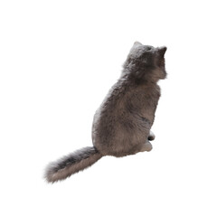 cat isolate on a transparent background, 3d illustration, cg render