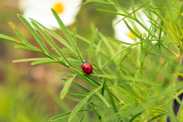 Colorful ladybug sitting on brigt green leaves, autumn morning freshness, marco shot