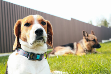 A young beagle lies with German Shepherd on the green grass. Cute Estonian hound dog lies on the...