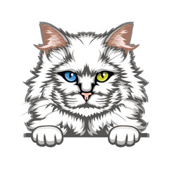 Turkish Angora Cat Color Vector, Peeking Cats, Cats Breed, Pet Vector portrait, Cats Head