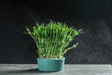 Micro green superfood. healthy eating, vegan concept. Home gardening. Natural background. close up