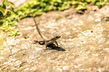 brown lizard on a stone