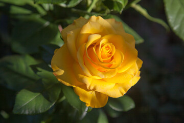 Beautiful rose bush growing in the garden.