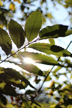 Hoja de casta&ntilde;o a contraluz con el sol de fondo. 