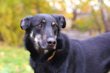 black dog full closeup on green grass background