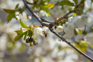 Close up view of working honeybee on white flower of sweet cherry tree. Collecting pollen and nectar to make sweet honey.