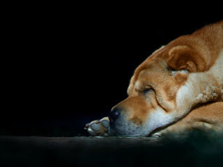 Portrait of a sleepimg dog