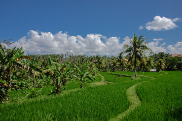 Fototapeta na wymiar Plantation riz a Bali