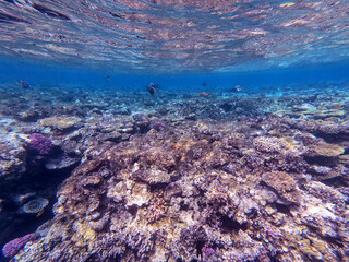 Underwater life of reef with corals and tropical fish. Coral Reef at the Red Sea, Egypt.