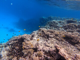 Underwater life of reef with corals and tropical fish. Coral Reef at the Red Sea, Egypt.
