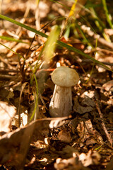 Single Boletus mushroom in the wild. Porcini mushroom grows on the forest floor at autumn season..