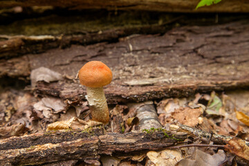 Single red boletus mushroom in the wild. Red boletus mushroom grows on the forest floor at autumn season..