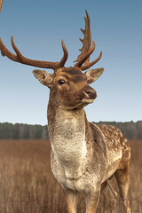 Close-up portrait of a majestic deer with new antlers, autumn afternoon in the field, forest in the background.