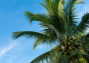 Fototapeta premium Coconuts tree with beautiful sky for summer holiday