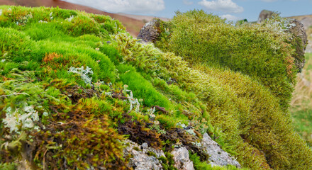  lichens on a stone wall