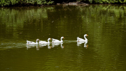 patos no lago da ilhado frade
