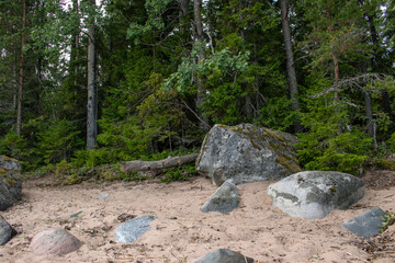 Amazing view of old stones among coniferous trees.