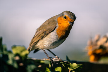 Brave Robin