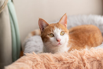 見つめる猫　茶トラ白