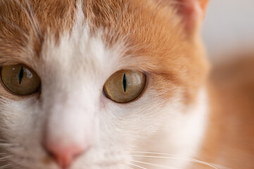 見つめる猫　茶トラ白