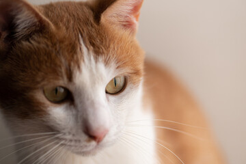 見つめる猫　茶トラ白
