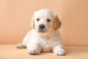 small puppy golden retriever on the background. dog portrait 1 month old