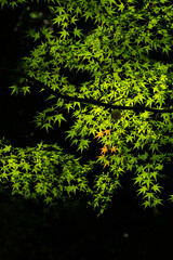 緑の葉と赤い葉