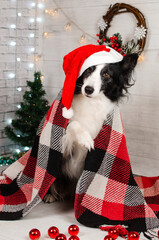 border collie portrait festive photos of a dog in New Year's decorations