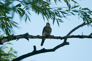 Merlin perched in tree with prey