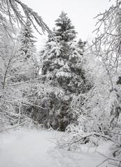 snow forest covered trees in winter
