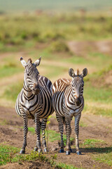 Burchell's Zebra walking along a dust road in the Masai Mara, Kenya	