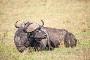 Obraz premium An African Buffalo staring across the Masai Mara in Kenya, Africa
