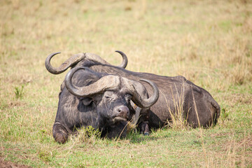 Obraz premium An African Buffalo staring across the Masai Mara in Kenya, Africa