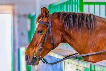 Fototapeta premium Portrait of a horse in a stable. Holidays with horses on a farm or ranch.