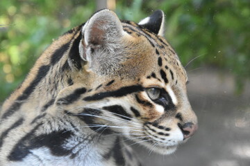 Ocelot