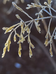 dry plants in frost