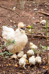 Silkie or Moroseta, are a breed of chicken with several unusual characteristics, such as a dark blue body and bones.