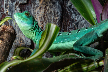 Helmet-bearing basilisk. An ordinary basilisk. Basiliscus basiliscus.