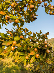 forest fruit, fruit on the tree in autumn, sour fruit