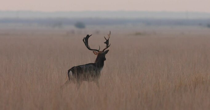 Majestic fallow deer, dama dama, stag walking of the edge of large forest in autumn during ruting season at sunrise. Male mammal coming closer. 4k video.