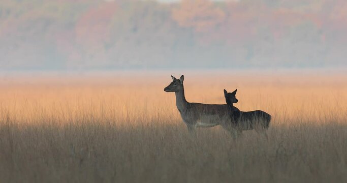 Fallow deer, dama dama, female stay at the edge of large forest in autumn at sunrise during ruting season. 4k video.