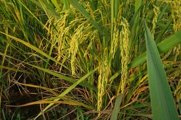 The growing rice fields waiting to be harvested are a staple of Asia.