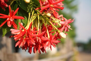red and yellow flower