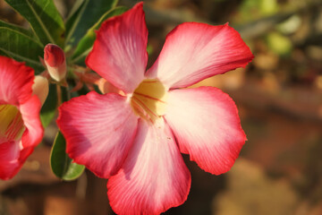 red flower in the garden,flowers or desert roses in the garden
