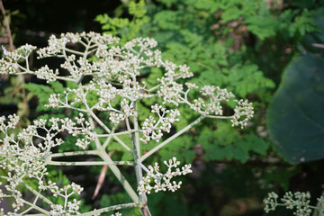 white flowers in the garden for inserting a message