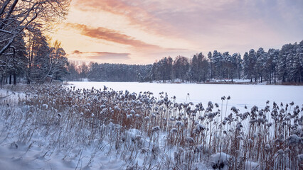 winter frozen lake with snow covered reeds and orange sunset lit clouds