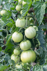 tomatoes on the branches of an organic garden