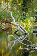 Colorful Reflection Autumn Landscape with Tree Branch in Water Mirror