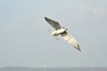 seagull in flight