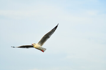 seagull in flight